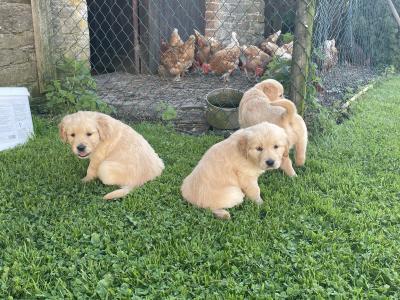 Beautiful IKC purebred Golden Retriever pups