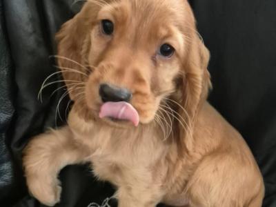 Cocker Spaniel  Male Left House Raised Puppy's 🐶🐶 🐶