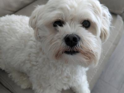 Male Maltese