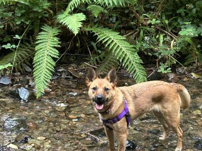 Australian cattle dog for a good home