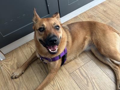 Australian cattle dog for a good home