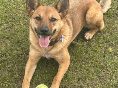 Australian cattle dog for a good home
