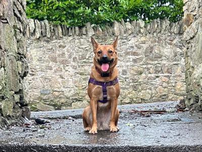 Australian cattle dog for a good home