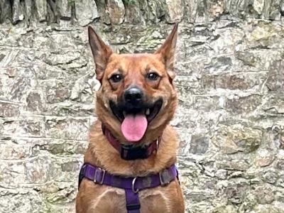 Female Australian Cattle Dog in Dublin is looking for a good home