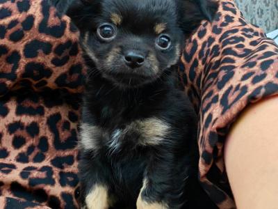 Stunning Chihuahua puppies long & short haired