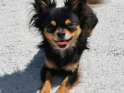 Stunning Chihuahua puppies long & short haired in Waterford