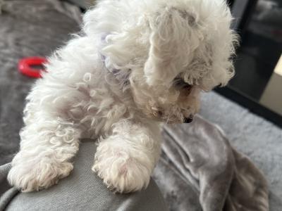 Maltichon puppies in Louth