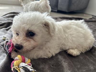 Maltichon puppies in Louth