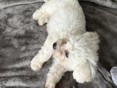 Maltichon puppies in Louth