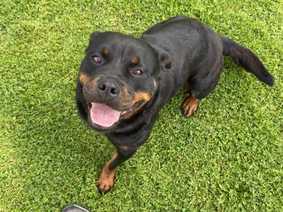 Rottweiler