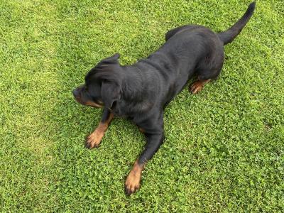 Rottweiler