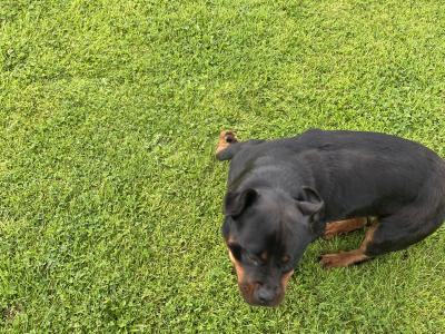 Rottweiler