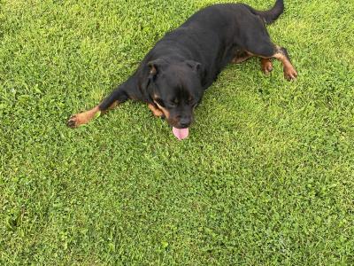 Rottweiler