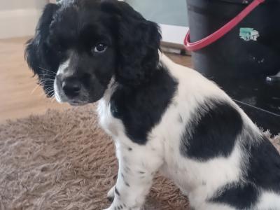Springer Spaniel puppies for sale in Cork