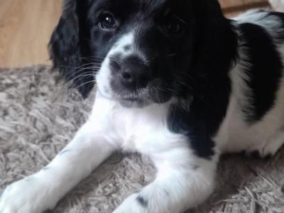 Springer Spaniel puppies for sale in Cork