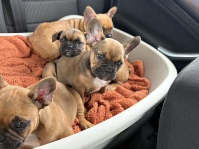 French Bulldog Puppies for Sale – Adorable and Healthy! 🐶❤️