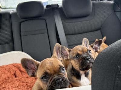 French Bulldog Puppies for Sale – Adorable and Healthy! 🐶❤️