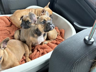 French Bulldog Puppies for Sale – Adorable and Healthy! 🐶❤️