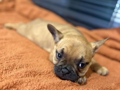 French Bulldog Puppies for Sale – Adorable and Healthy! 🐶❤️