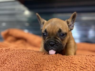 French Bulldog Puppies for Sale – Adorable and Healthy! 🐶❤️