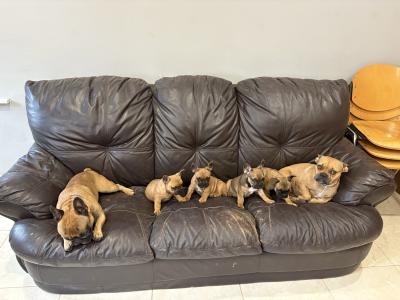 French Bulldog Puppies for Sale – Adorable and Healthy! 🐶❤️