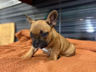 French Bulldog Puppies for Sale – Adorable and Healthy! 🐶❤️