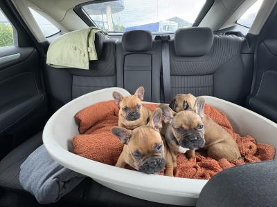 French Bulldog Puppies for Sale – Adorable and Healthy! 🐶❤️