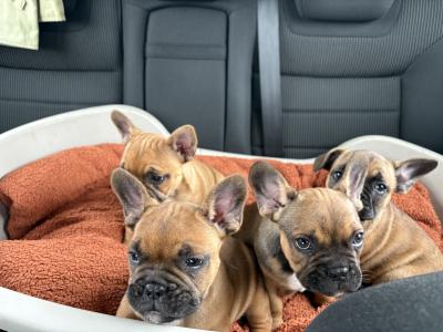 French Bulldog Puppies for Sale – Adorable and Healthy! 🐶❤️