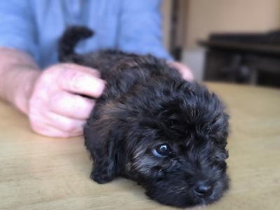 Black Cavachon