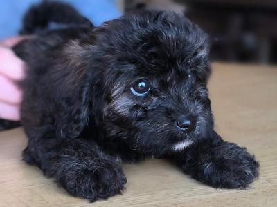 Black Cavachon puppies in Mayo