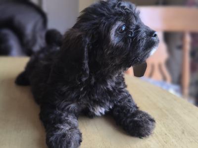 Black Cavachon