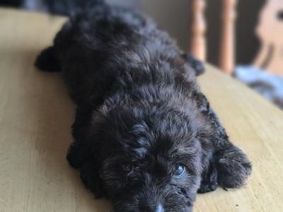 Black Cavachon