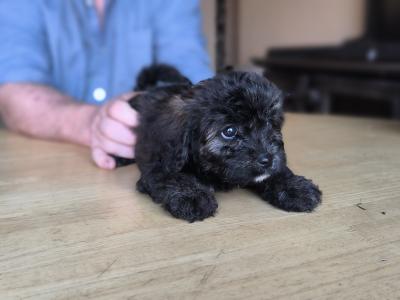 Black Cavachon