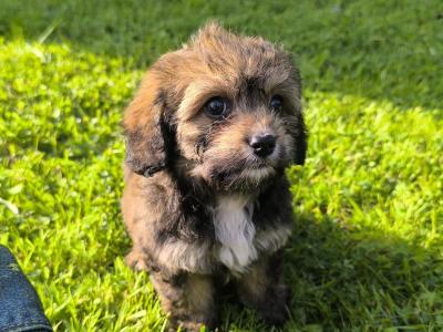 Black Cavachon