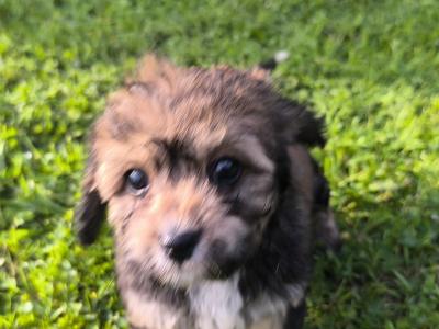 Black Cavachon
