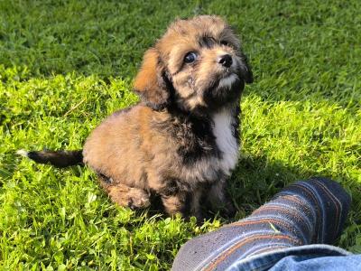 Black Cavachon