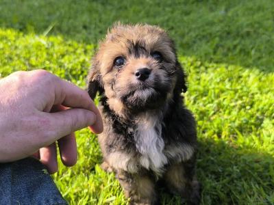 Black Cavachon