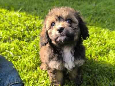 Black Cavachon