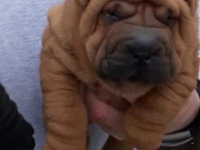 Shar Pei puppies in Laois