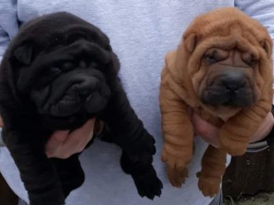Shar Pei puppies in Laois