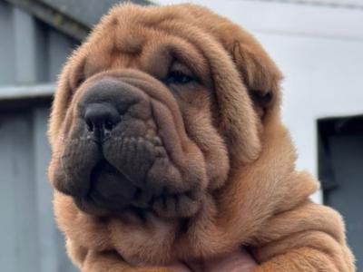 Shar Pei pups