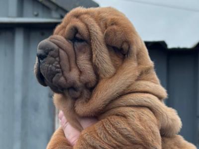 Shar Pei puppies in Laois