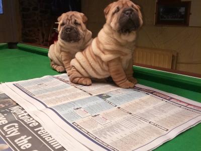 Shar Pei puppies in Laois