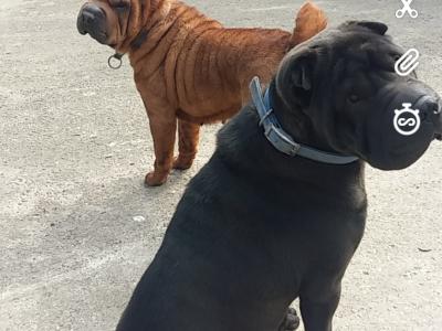 Shar Pei puppies in Laois