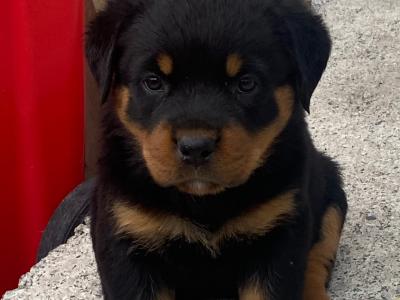 Stunning purebred IKC Registered(pending) Rottweiler puppies in Tipperary