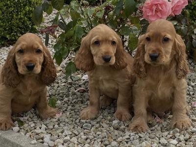 IKC Registered Cocker Spaniel puppies