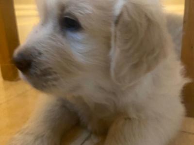 Male Golden Retriever Pups for sale