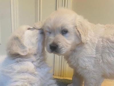 Golden Retriever puppies for sale in Tipperary