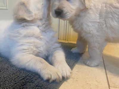 Male Golden Retriever Pups for sale