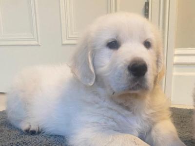 Golden Retriever puppies for sale in Tipperary